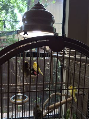 Light Fixtures for Birdcages
